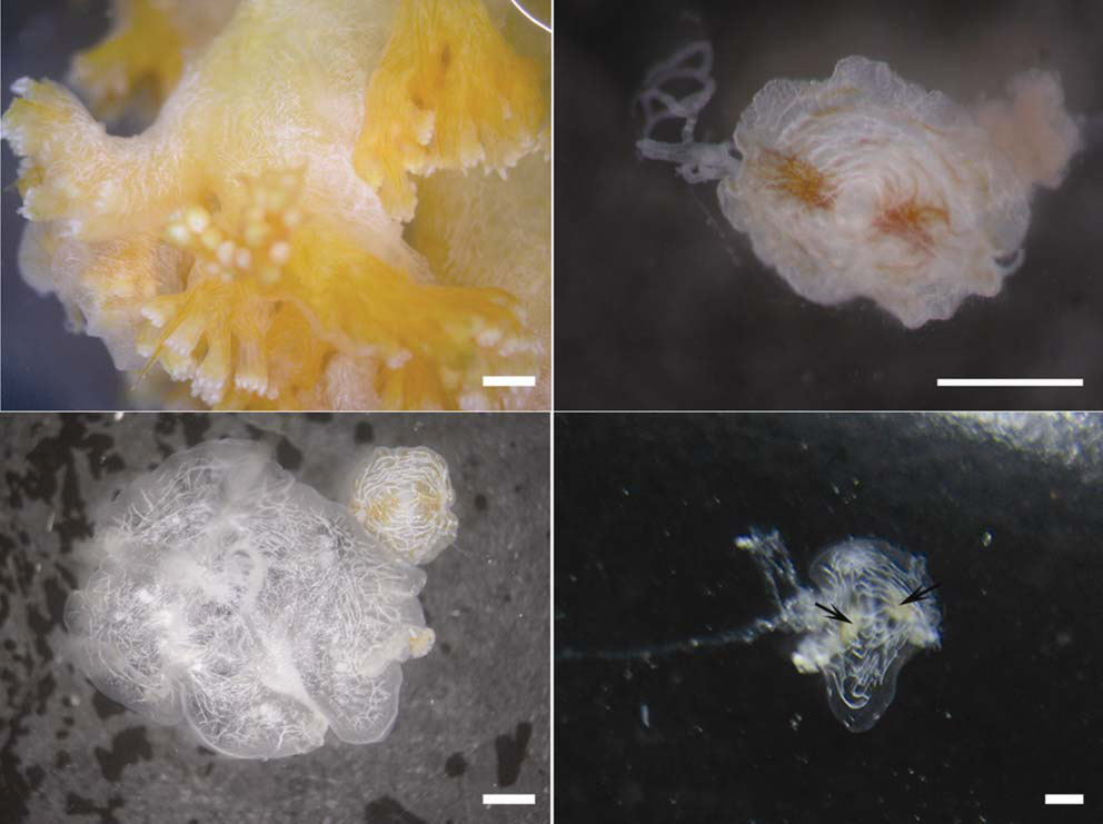Coeloplana bocki. A Polyp mass of D. aff. dendritica attaching numerous inds. of C. bocki; B C. bocki with orange stripes; C A small and a large inds. of C. bocki with milky white stripes; D C. bocki showing two tentacle bases (arrows) and tentacles. Scale bars: A-D=1 mm.