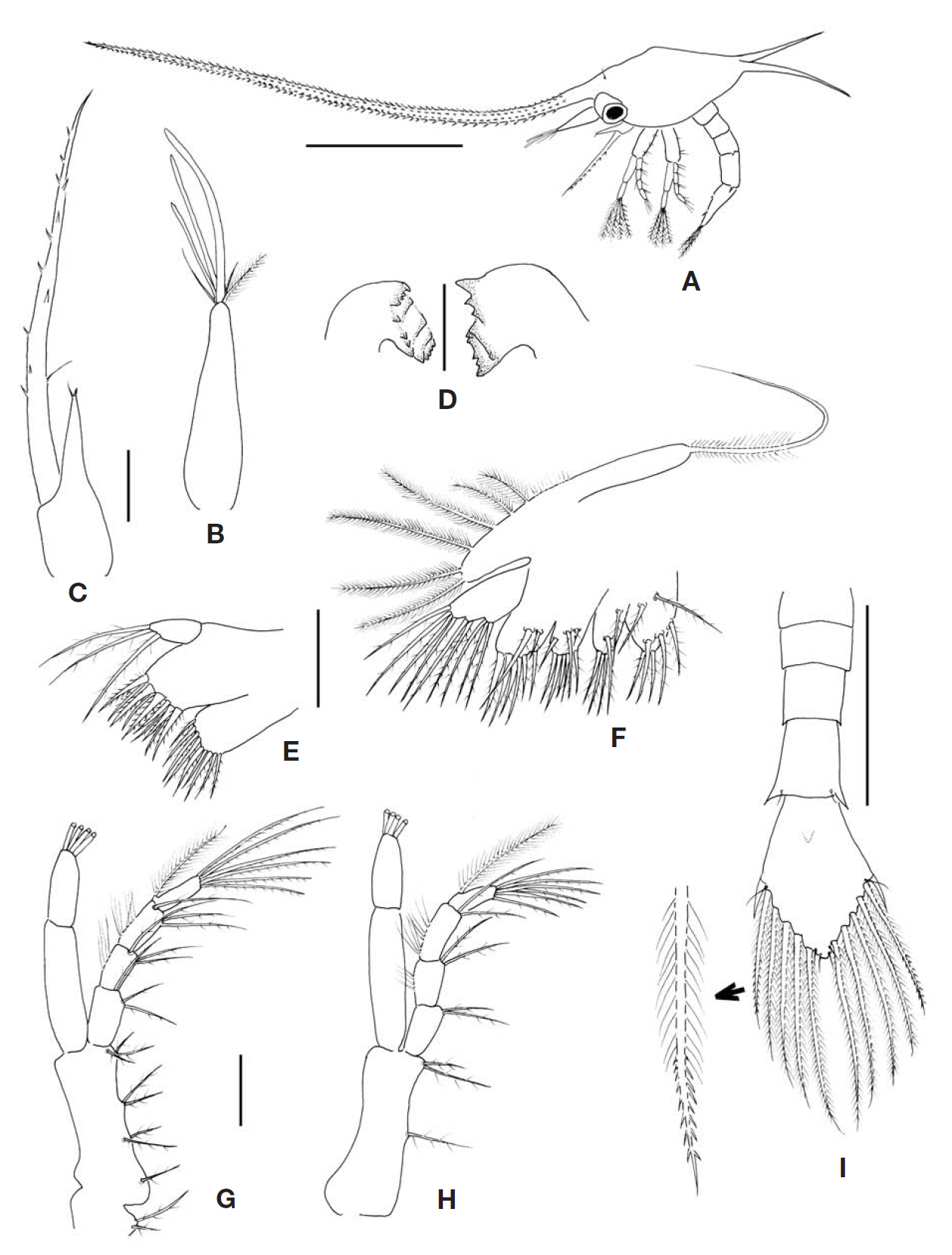 Pisidia serratifrons first zoeal stage. A Lateral view of the entire animal; B Antennule; C Antenna; D Mandibles; E Maxillule; F Maxilla; G First maxilliped; H Second maxilliped; I Dorsal view of the abdomen and telson. Scale bars: A=1 mm B-H=0.1 mm I=0.5 mm.
