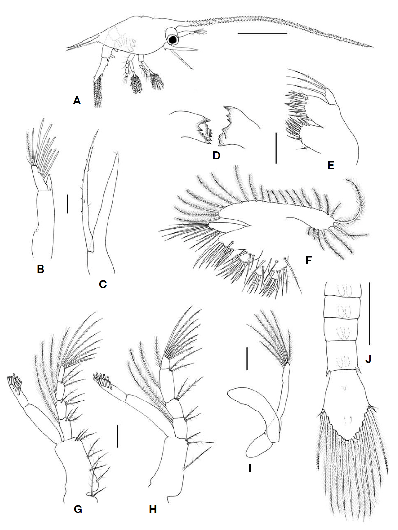 Pisidia serratifrons second zoeal stage. A Lateral view of the entire animal; B Antennule; C Antenna; D Mandibles; EMaxillule; F Maxilla; G First maxilliped; H Second maxilliped; I Third maxilliped; J Dorsal view of the abdomen and telson. Scale bars: A=1 mm B-I=0.1 mm J=0.5 mm.
