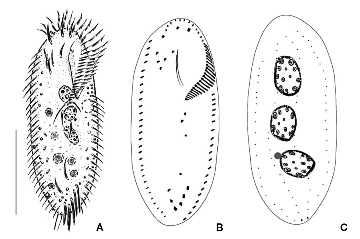 Sterkiella thompsoni from live (A) and impregnated specimens (B C). A Ventral view of a typical individual; B Ventral view of general infraciliature; C Dorsal kineties and nuclear apparatus. Scale bar=70 ㎛.