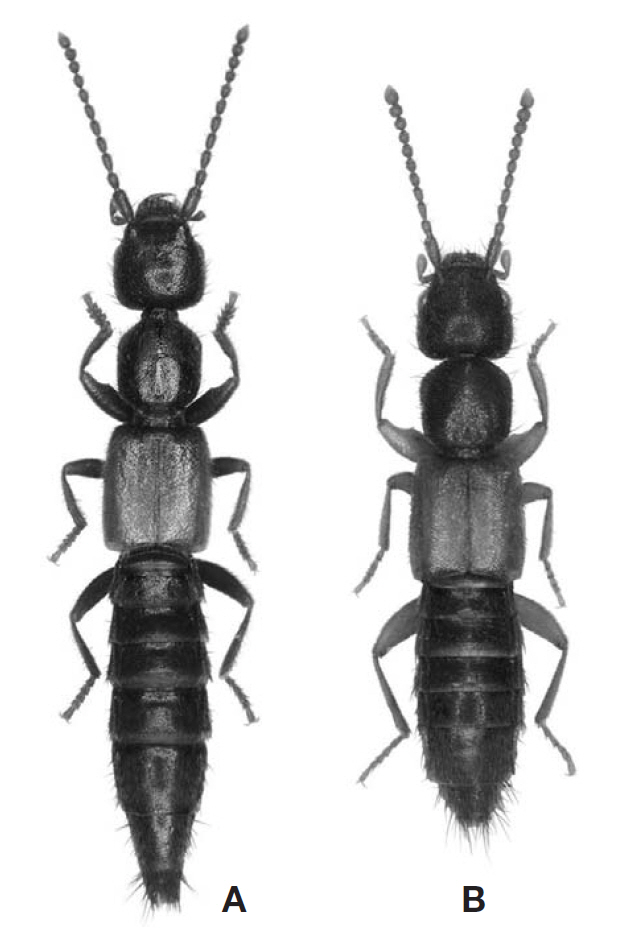 Habitus photographs. A Medon prolixus (Sharp) male4.2 mm; B M. rubeculus Sharp female 3.9 mm.