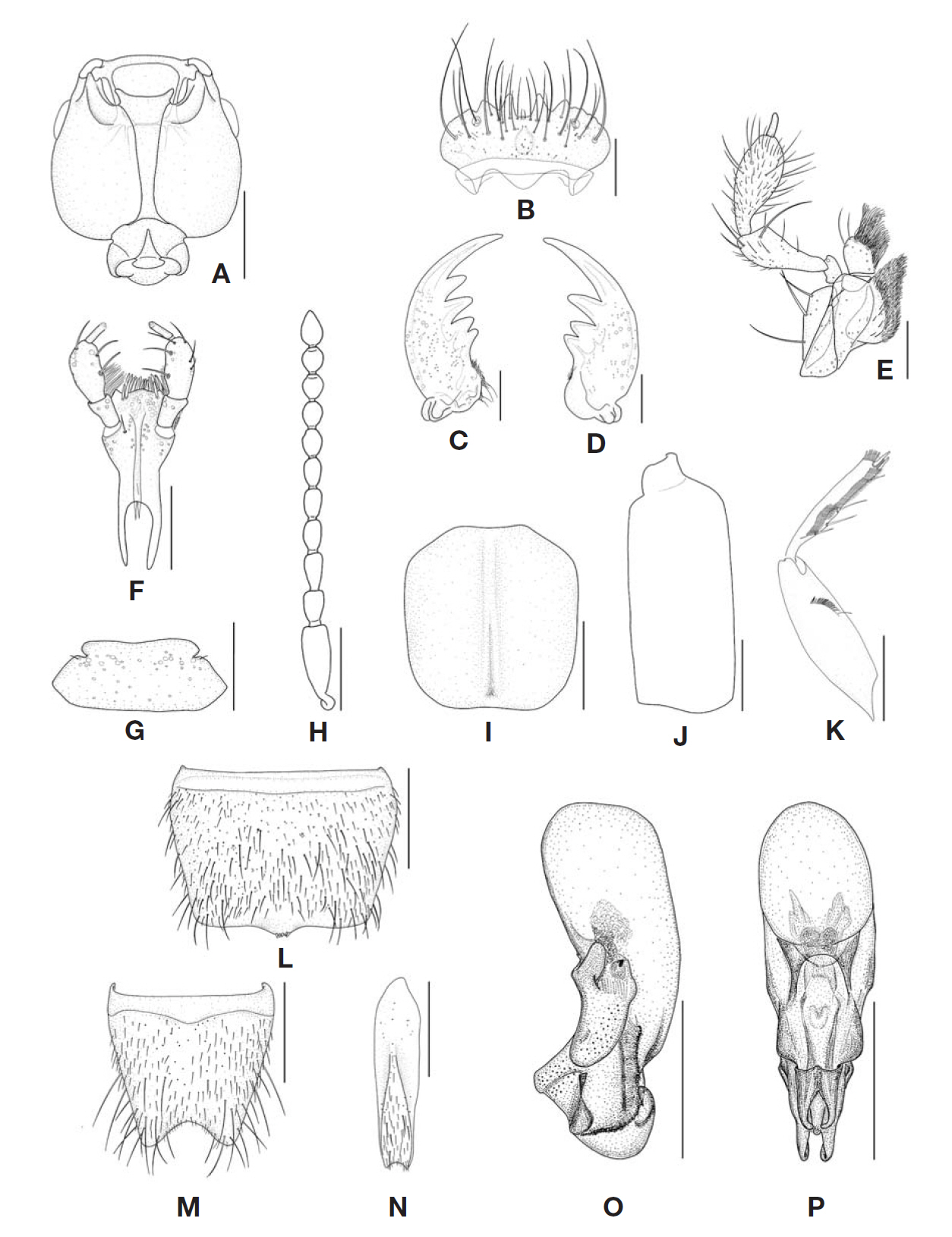 Medon prolixus. A Head ventral aspect; B Labrum dorsal aspect; C Right mandible ventral aspect; D Left mandible ventral aspect; E Right maxilla ventral aspect; F Labium ventral aspect; G Mentum ventral aspect; H Right antenna ventral aspect; I Pronotum dorsal aspect; J Right elytron dorsal aspect; K Front femur and tibia antero-ventral aspect; L Male sternite VII ventral aspect; M Male sternite VIII ventral aspect; N Male sternite IX ventral aspect; O Aedeagus lateral aspect; P Aedeagusdorsal aspect. Scale bars: A H-P=0.3 mm B-G=0.1 mm.