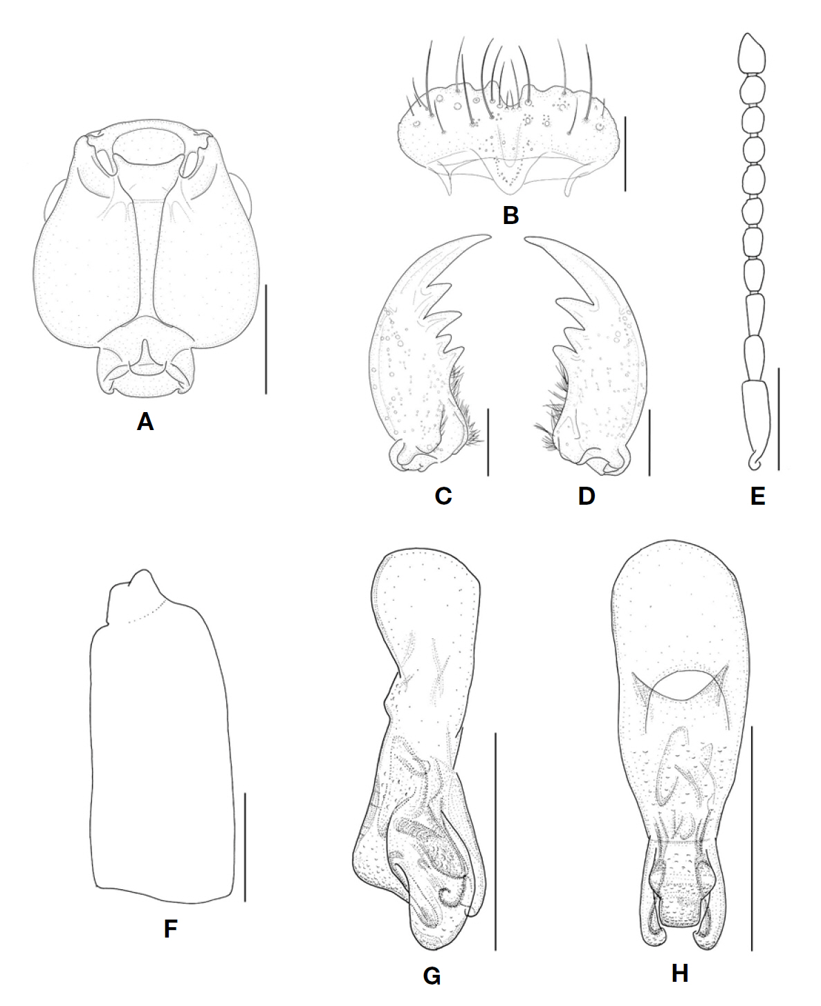 Medon rubeculus. A Head ventral aspect; B Labrum dorsal aspect; C Right mandible ventral aspect; D Left mandible ventral aspect; E Left antenna ventral aspect; F Right elytron lateral aspect; G Aedeagus lateral aspect; H Aedeagus dorsal aspect. Scale bars: A E-H=0.3 mm B-D=0.1 mm.