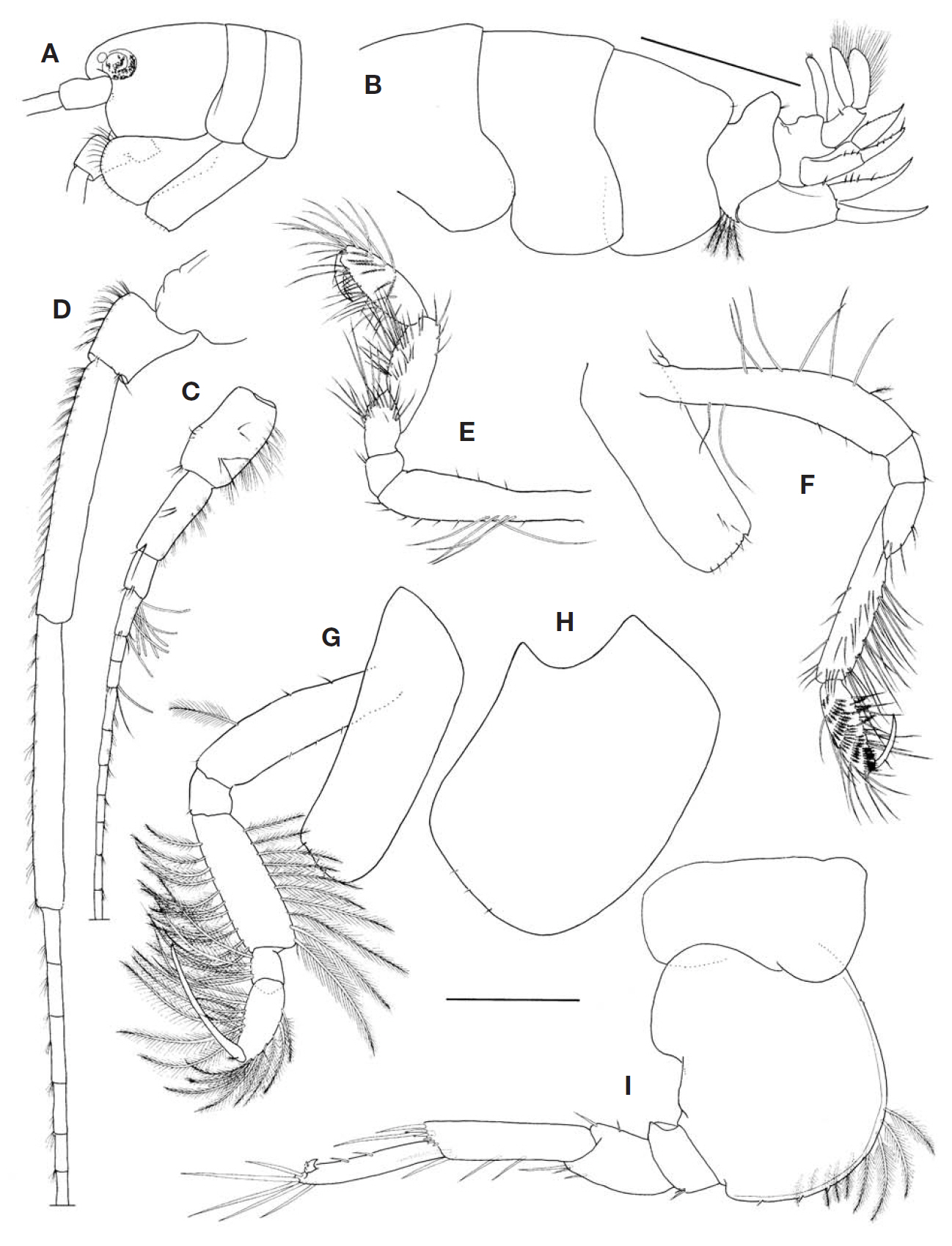 Ampelisca alatopedunculata Ren male 6.9 mm. A Head lateral; B Pleonites and urosomites; C Antenna 1; D Antenna 2; E Gnathopod 1 medial; F Gnathopod 2 medial; G Pereopod 3; H Coxa 4; I Pereopod 5. Scale bars: A B=1 mm C-I=0.4 mm.