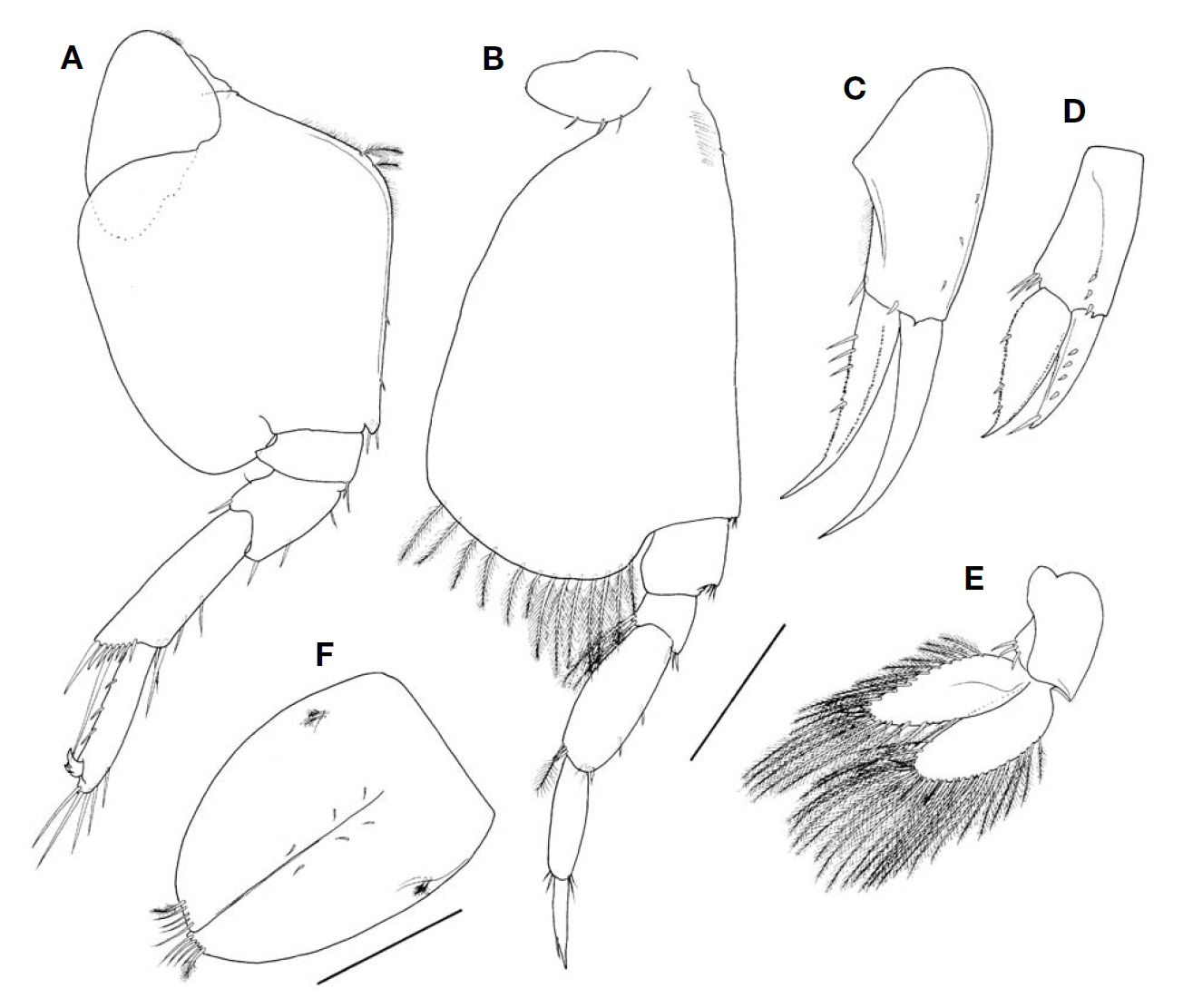 Ampelisca alatopedunculata Ren male 6.9 mm. A Pereopod 6; B Pereopod 7; C Uropod 1; D Uropod 2; E Uropod 3; F Telson. Scale bars: A-E=0.4 mm F=0.2 mm.