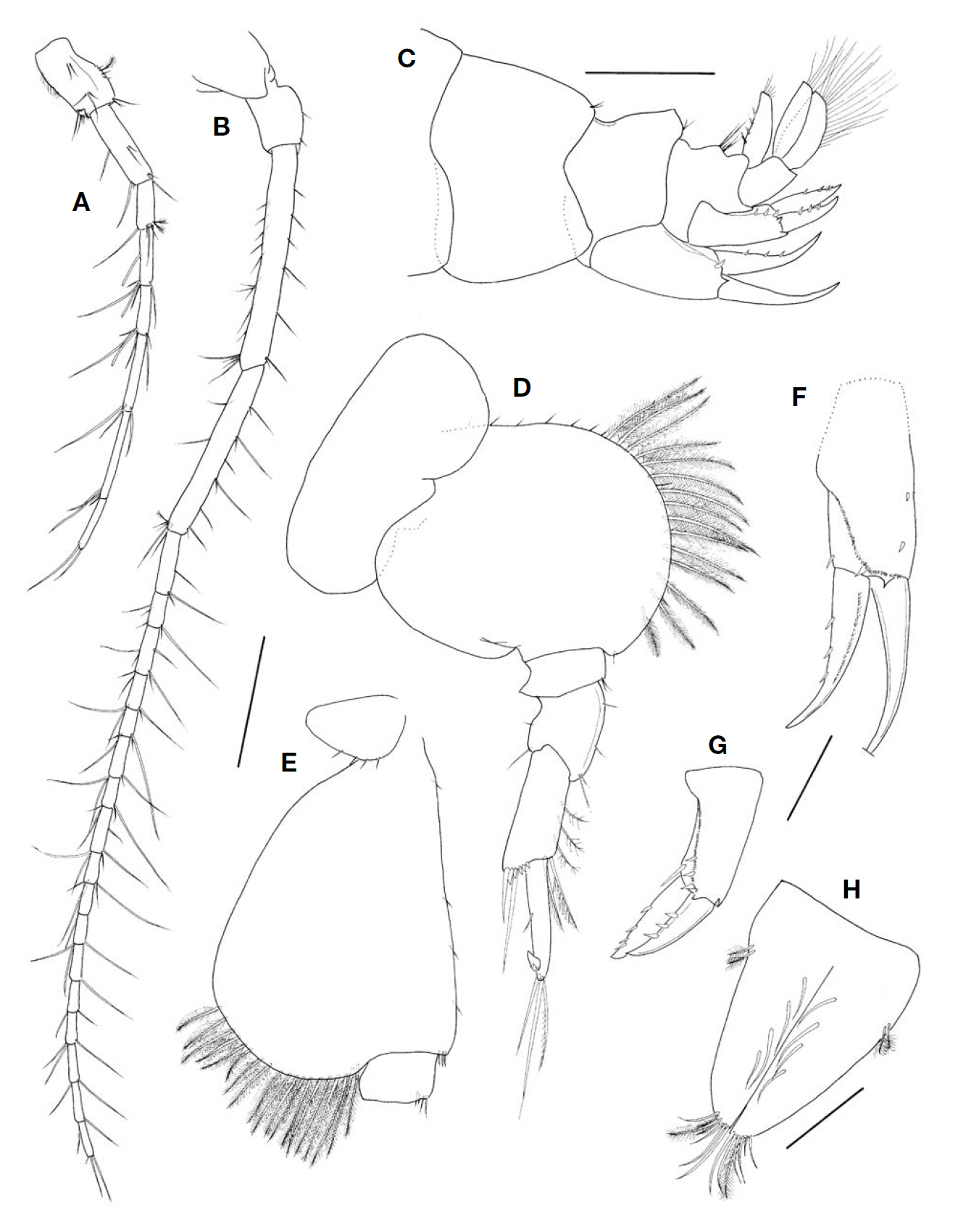 Ampelisca alatopedunculata Ren female 5.5 mm. A Antenna 1; B Antenna 2; C Pleonites and urosomites; D Pereopod 5; E Pereopod 7; F Uropod 1; G Uropod 2; H Telson. Scale bars: A B D E=0.4 mm C=0.5 mm F G=0.2 mm H=0.1 mm.