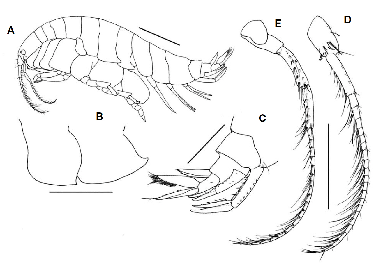 Ampelisca miharaensis Nagata female 5.1 mm. A Habitus lateral; B Epimeral plates 2 3; C Urosomites; D Antenna 1; E Antenna 2. Scale bars: A=1 mm B-E=0.5 mm.