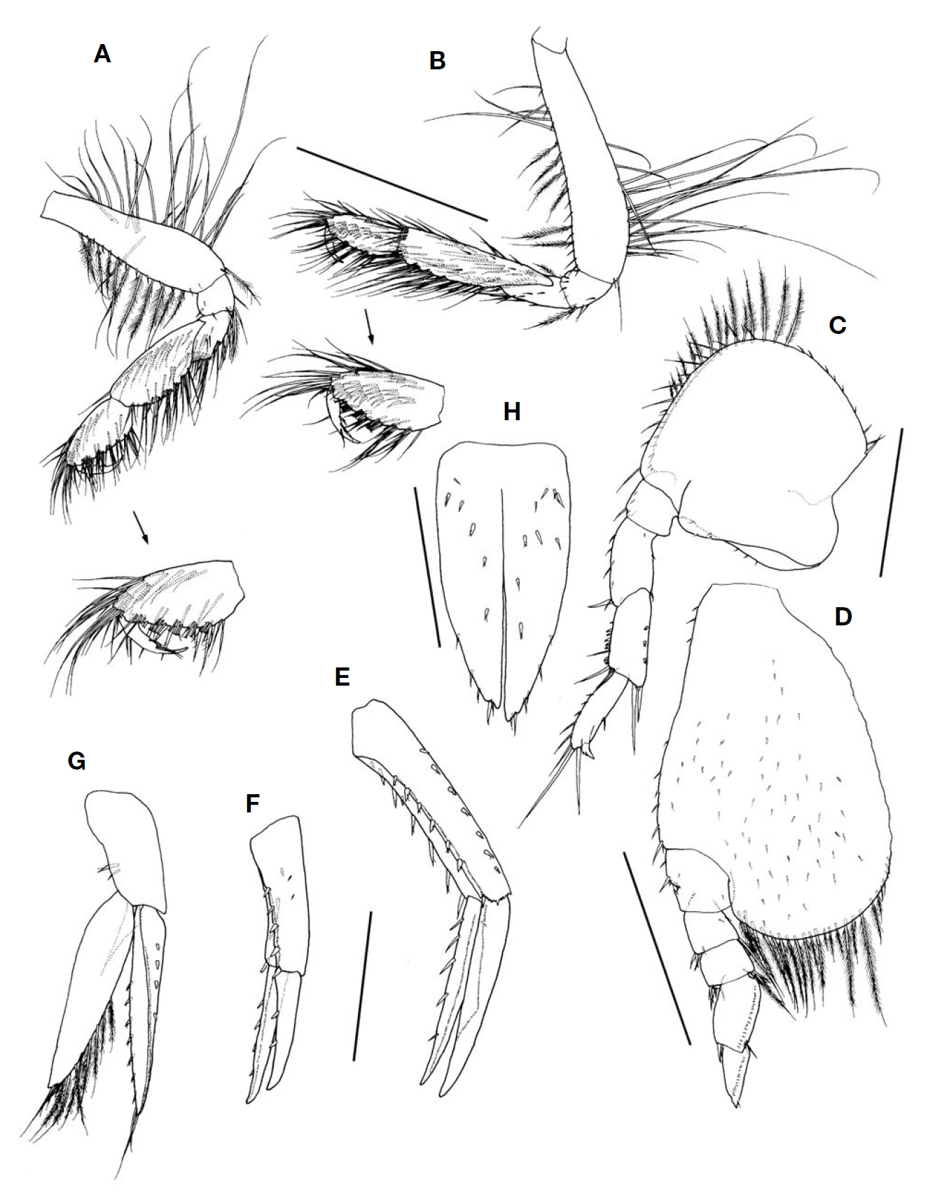 Ampelisca miharaensis Nagata female 5.1 mm. A Gnathopod 1; B Gnathopod 2; C Pereopod 6; D Pereopod 7; E Uropod 1; F Uropod 2; G Uropod 3; H Telson. Scale bars: A-D=0.5 mm E-G=0.3 mm H=0.2 mm.