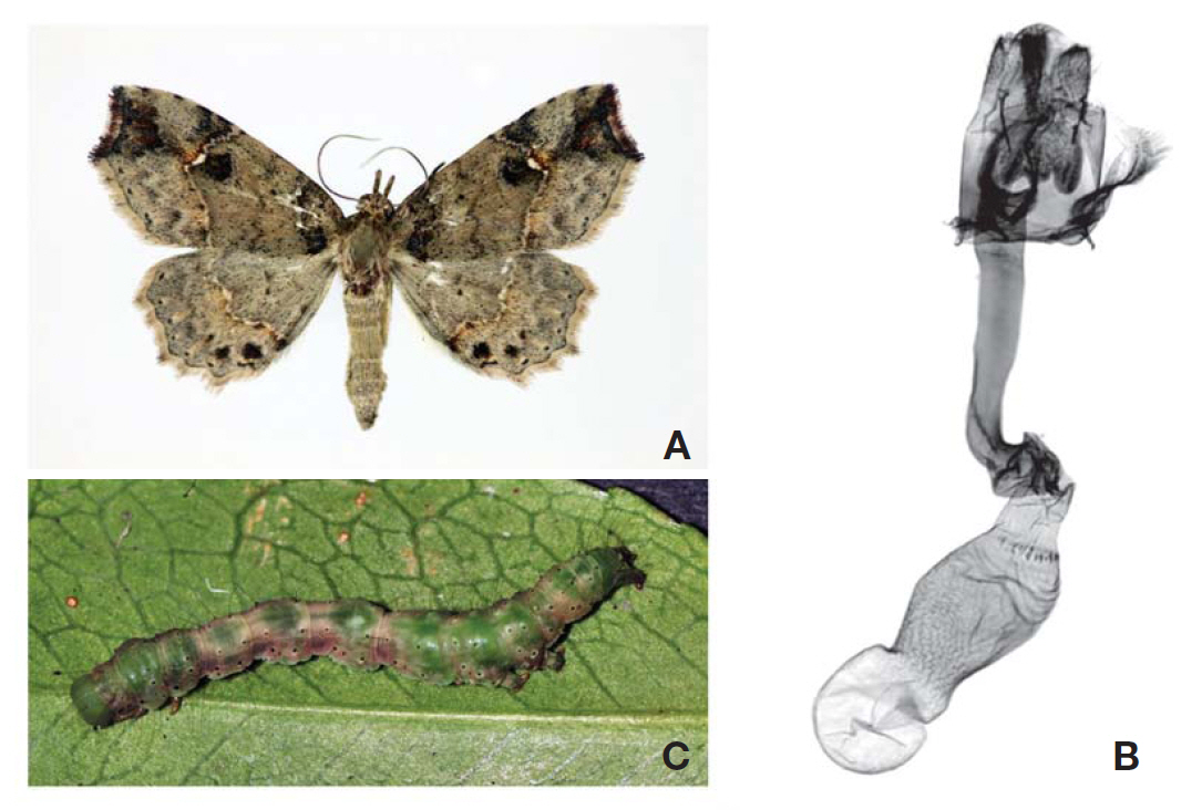 Tamba igniflua (Wileman and South). A Adult; B Female genitalia; C Final instar larva.