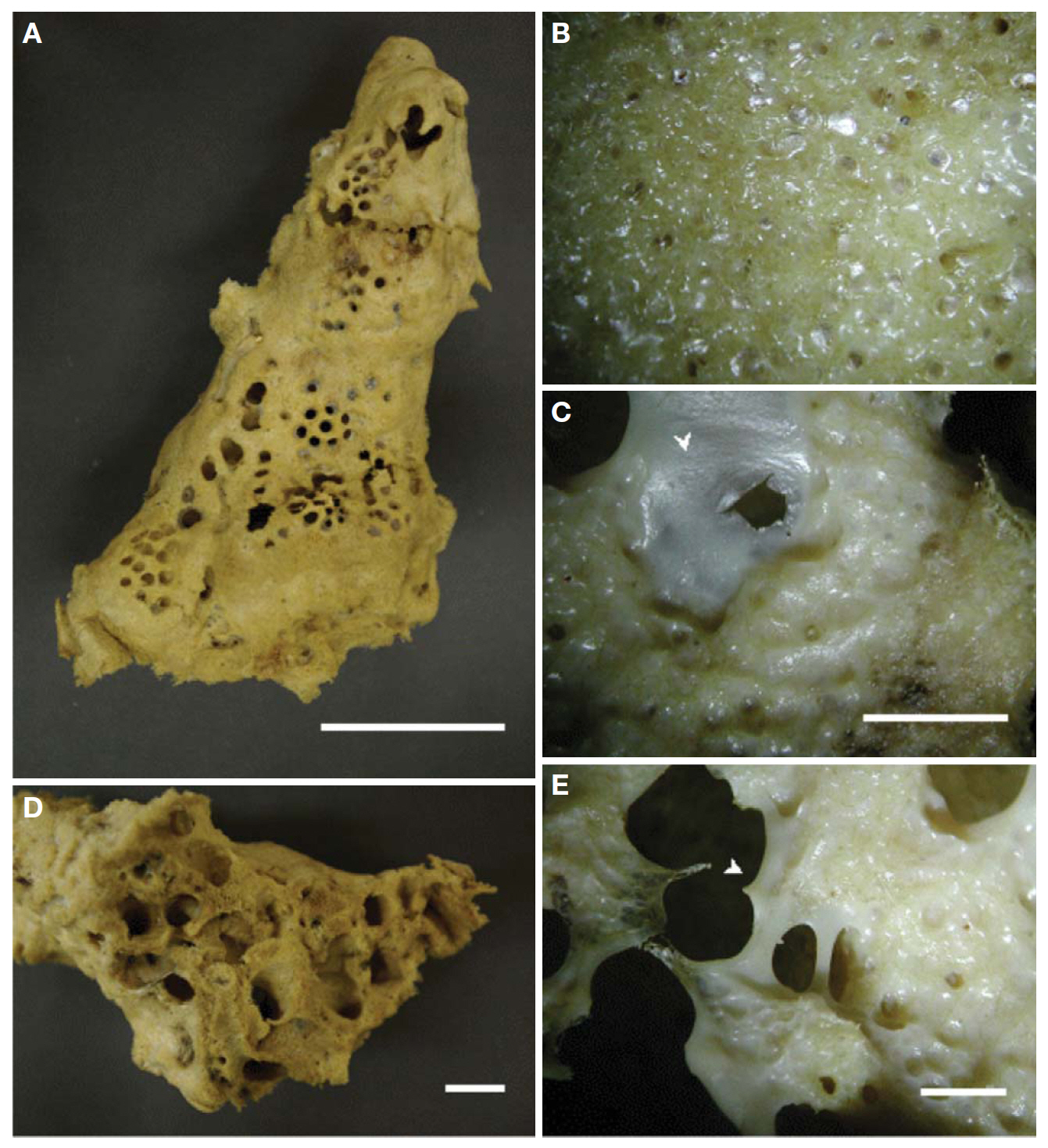 Hippospongia bergquistia n. sp. A Specimen; B Surface of the specimen; C Dermal membrane (arrowhead); D Lacunae in the specimen; E Dermal membrane (arrowhead). Scale bars: A=40 mm C E=5 mm D=15 mm.