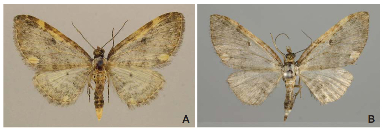 Adults of Eupithecia praepupillata Wehrli 1927. A Male from the Far East of Russia (southern Primorje); B Female from Korea.