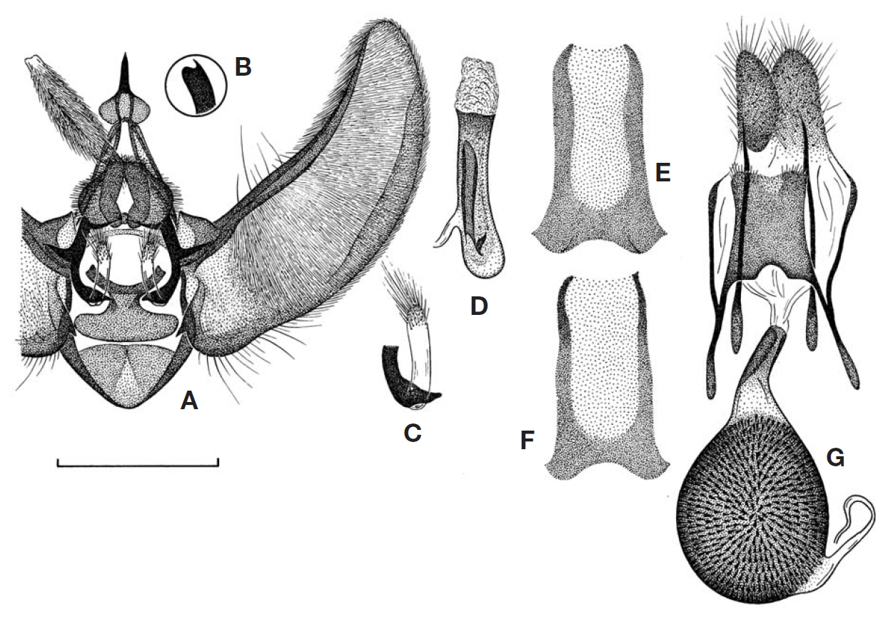 Male and female genitalia of Eupithecia praepupillata Wehrli 1927. A Male genital capsule (Russia: S. Primorje); B Enlarged lateral view of the uncus; C Papillae on the anterior arms of labides enlarged; D Aedeagus; E F Male sternite A8; G Female genitalia (Russia: S. Primorje). Scale bar=1 mm.