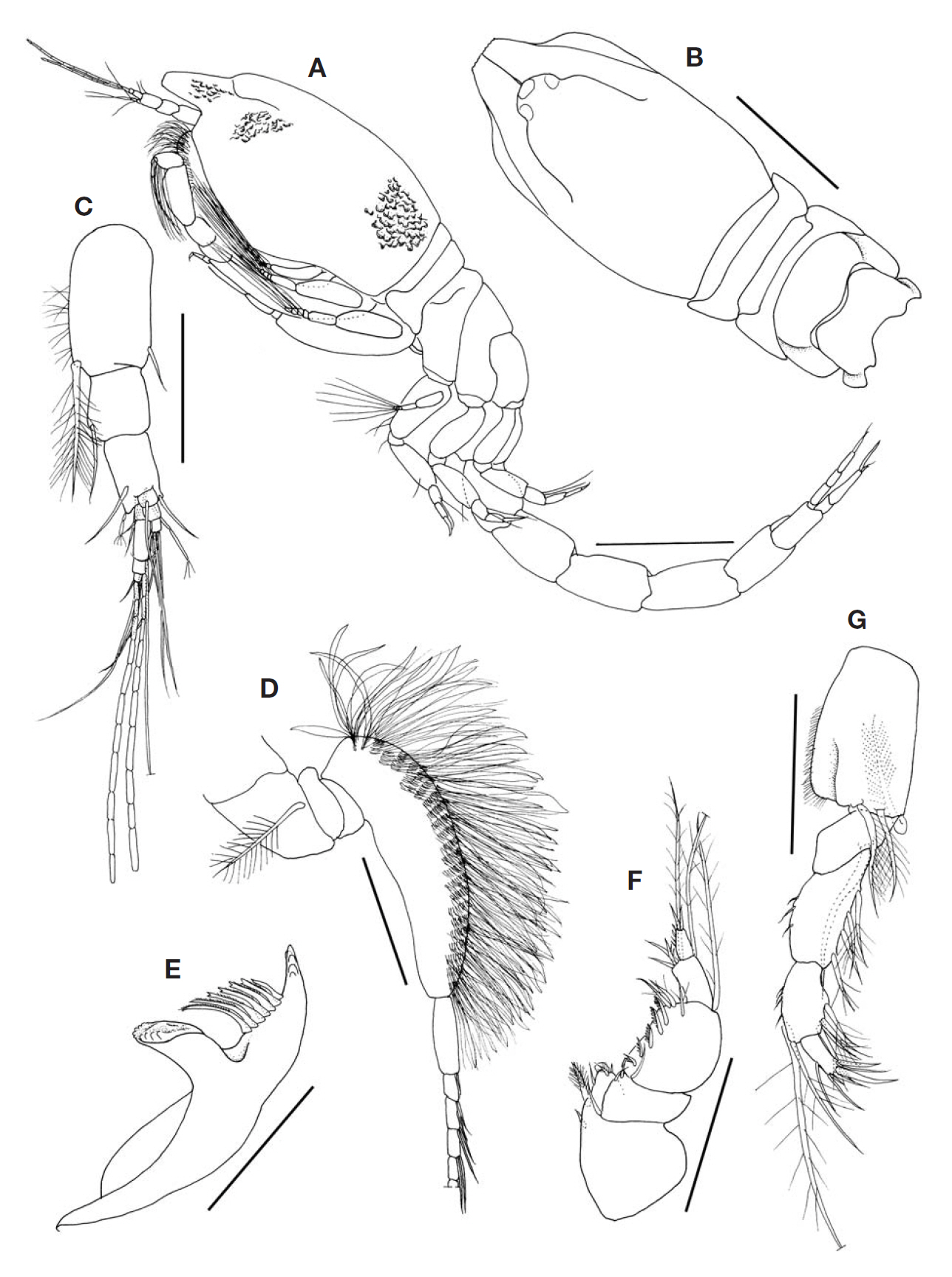 Gynodiastylis platycarpus Gamo adult male 2.2 mm. A Habitus lateral; B Cephalothorax dorsal; C Antenna 1; D Antenna 2; E Right mandible; F Maxilliped 1; G Maxilliped 2. Scale bars: A B=0.3 mm C-G=0.1 mm.