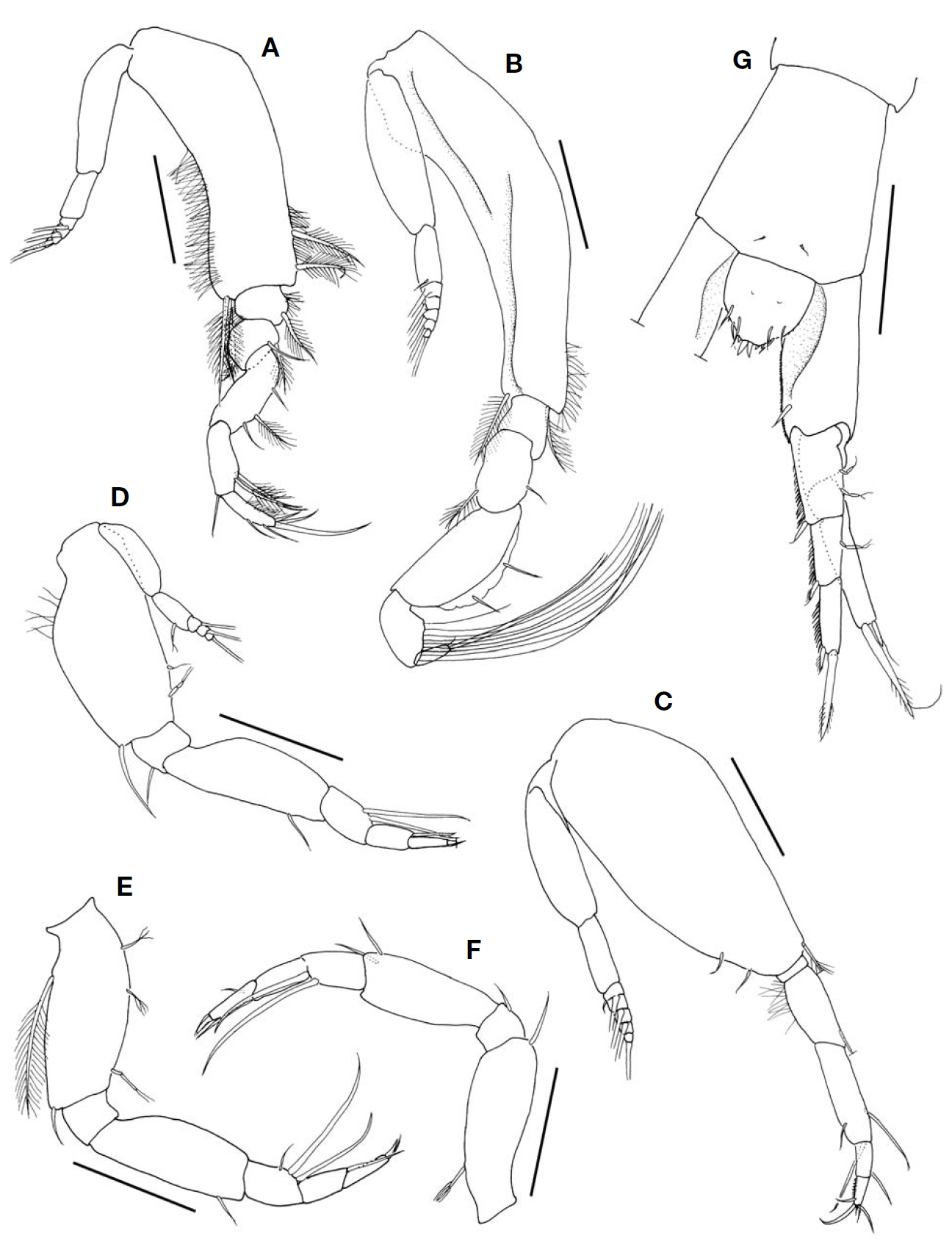 Gynodiastylis platycarpus Gamo adult male 2.2 mm. A Maxilliped 1; B Pereopod 1; C Pereopod 2; D Pereopod 3; E Pereopod 4; F Pereopod 5; G Uropod and last abdominal segment dorsal. Scale bars: A-G=0.1 mm.