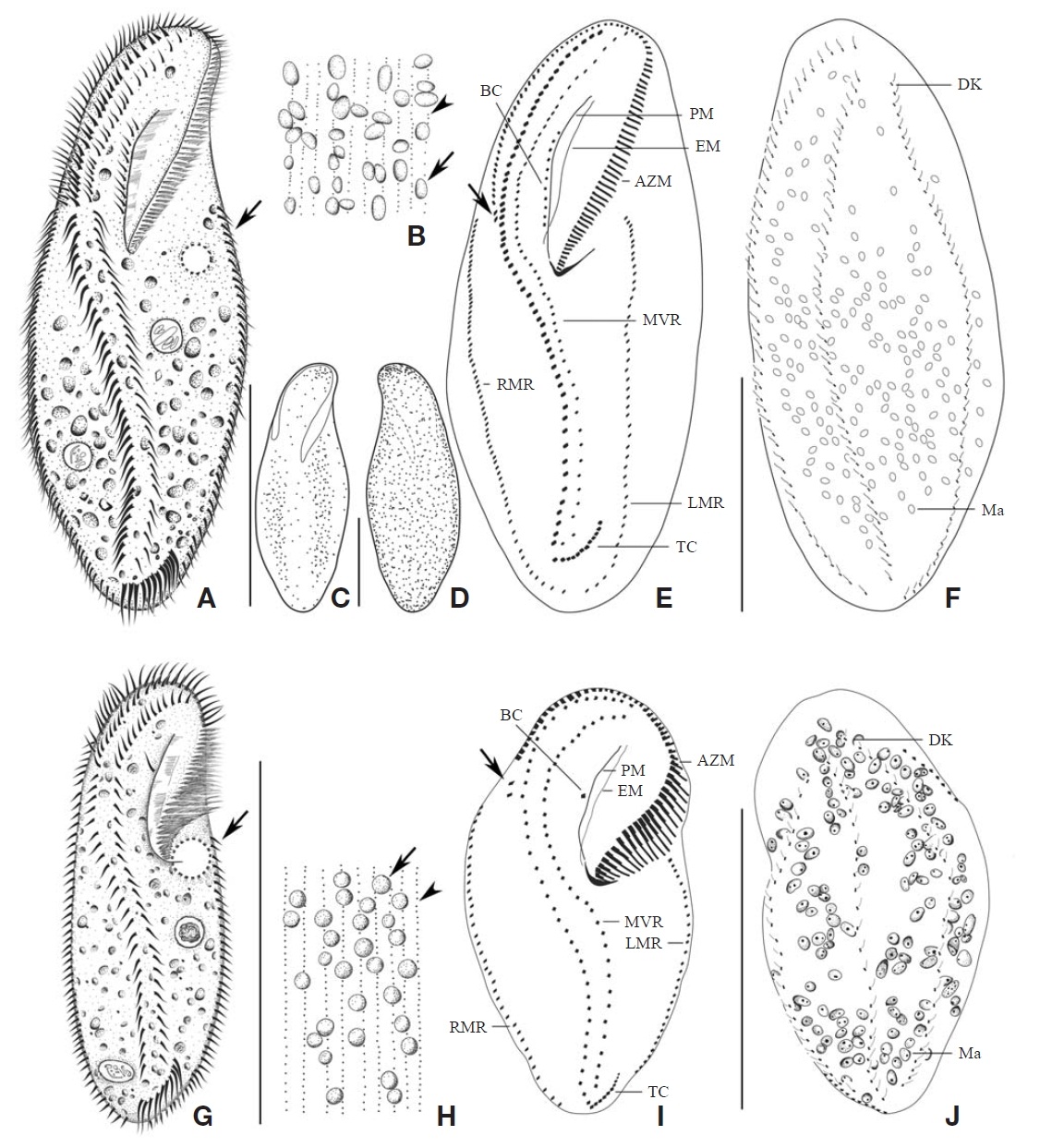 Morphology and infraciliature of Apokeronopsis bergeri and A. ovalis from live (A-D G H) and after protargol impregnation(E F I J). A-F Apokeronopsis bergeri: A Ventral view of live arrow indicates the contractile vacuole; B Two types of densely distributed granules arrow and arrowhead show the granules respectively; larger granules scattered throughout the body ventral(C) and dorsal (D) views; E F Infraciliature of ventral (E) and dorsal (F) sides arrow in (E) to show frontoterminal cirri; G-J Apokeronopsis ovalis: G Ventral view of live arrow indicates the contractile vacuole; H Densely distributed granules arrow and arrowhead show the two types of granules respectively; I J Infraciliature of ventral (I) and dorsal (J) sides arrow in (I) to show frontoterminal cirri. AZM adoral zone of membranelles; BC buccal cirri; DK dorsal kineties; EM endoral membrane; LMR left marginal row; Mamacronuclei; MVR midventral row; PM paroral membrane; RMR right marginal row; TC transverse cirri. Scale bars: 100 μm.