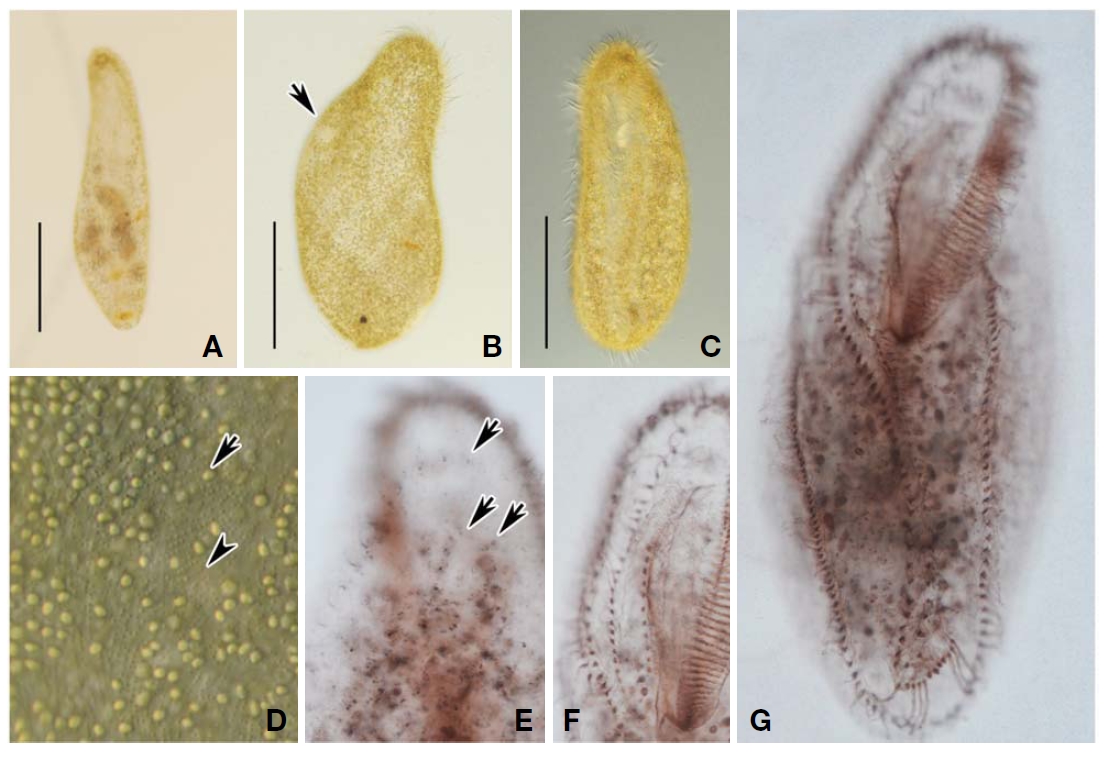 Morphology and infraciliature of Apokeronopsis bergeri from live (A-D) and after protargol impregnation (E-G). Dorsal (A B)and ventral (C D) views of live (B) arrow indicates the contractile vacuole; C Body shape slightly contractile and flexible; D Arrow and arrowhead indicate the two types of granules respectively; Dorsal (E) and ventral (F G) views of protargol-impregnated specimen(E) arrows mark the invariable three dorsal kineties; F Frontal cirri (bicorona) and one row of buccal cirri; G General ciliature of the specimen usually 200 densely scattered macronuclear nodules. Scale bars: 100 μm.