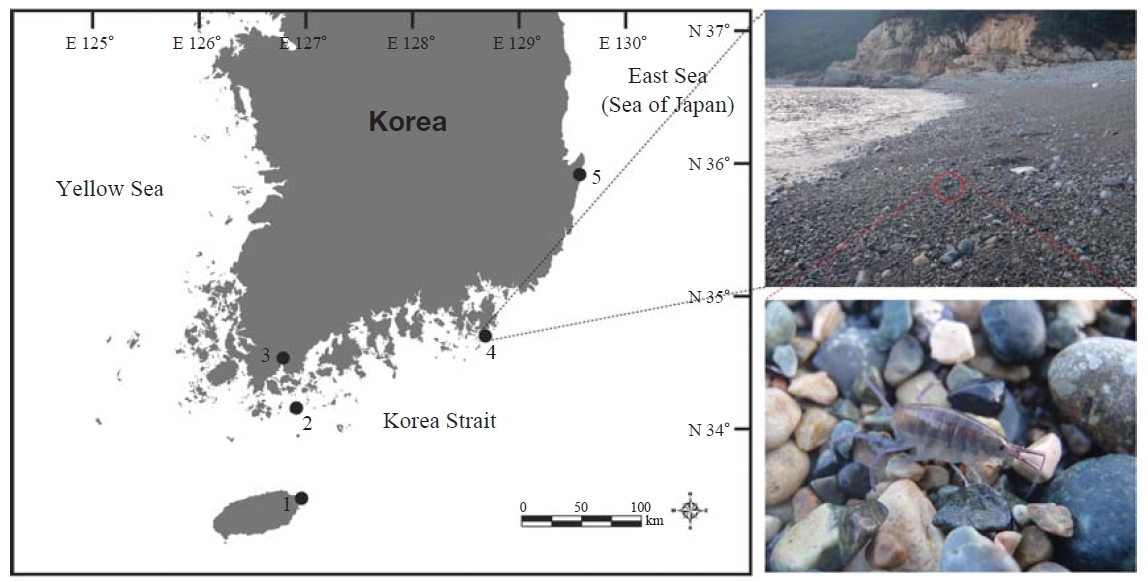 Distribution of Paciforchestia pyatakovi (Derzhavin 1937) in Korea. 1 Geommeolle beach; 2 Sangsanpo; 3 Chillyang; 4Yeocha gravel beach; 5 Guryongpo beach.