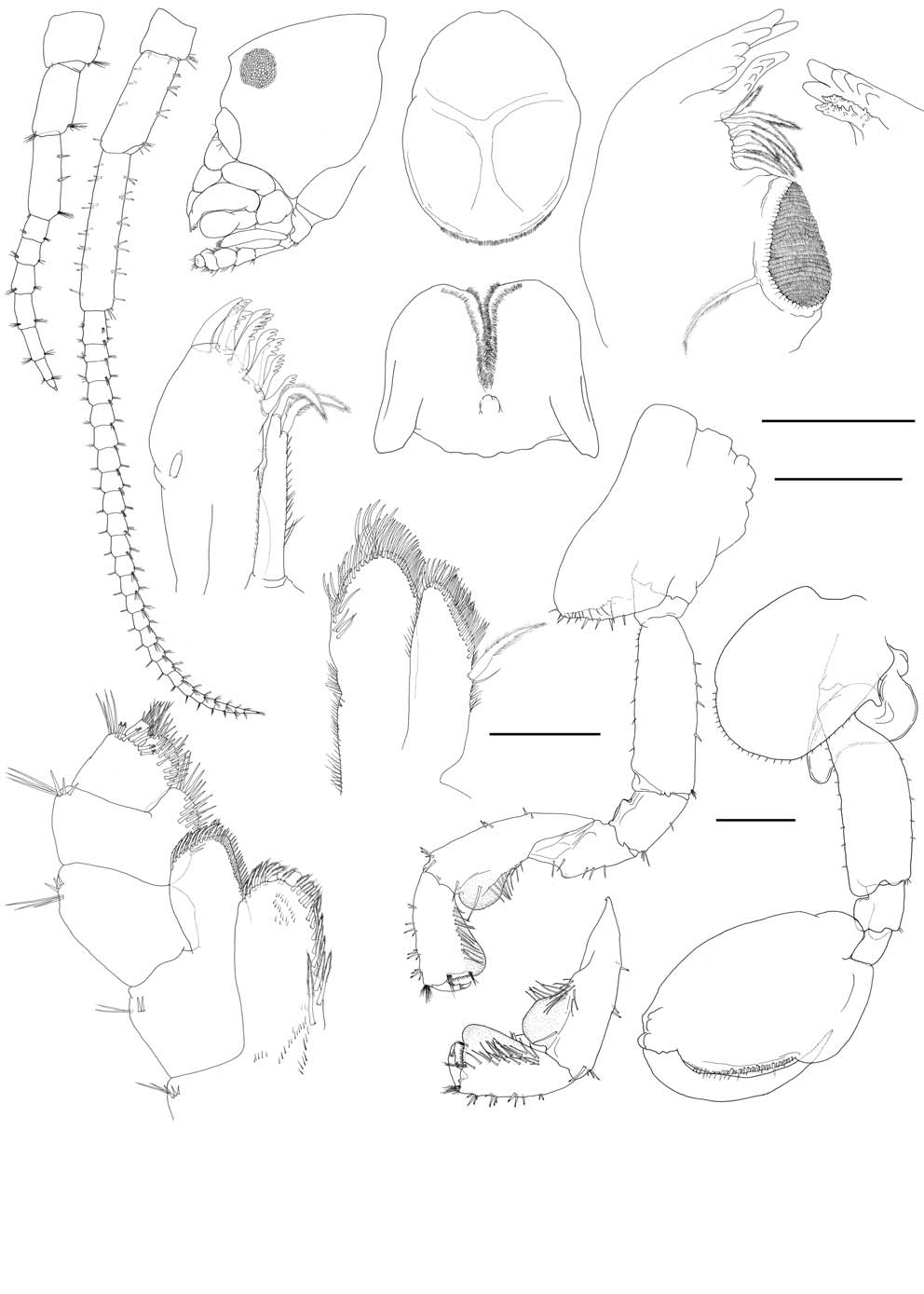 Paciforchestia pyatakovi (Derzhavin 1937) male. A Antenna 1; B Antenna 2; C Head; D Upper lip; E Left mandible; FIncisor of right mandible; G Lower lip; H Maxilla 1; I Maxilla 2; J Maxilliped; K Gnathopod 1; L Inner margins of carpus and propodus of gnathopod 1; M Gnathopod 2. Scale bars: A-C K-M=1 mm D G=0.5 mm E F H-J=0.25 mm.