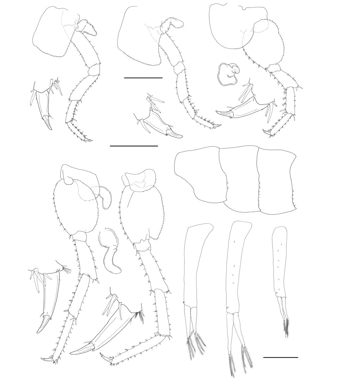 Paciforchestia pyatakovi (Derzhavin 1937) male. A Pereopod 3; B Dactyls of pereopod 3; C Pereopod 4; D Dactyls of pereopod 4; E Pereopod 5; F Gill 4; G Dactyls of pereopod 5; H Pereopod 6; I Gill 5; J Dactyls of pereopod 6; K Pereopod 7; LDactyls of pereopod 7; M Epimeral plates; N Pleopod 1; O Pleopod 2; P Pleopod. Scale bars: A C E F H I K M=2 mm B DG J L N-P=0.5 mm.