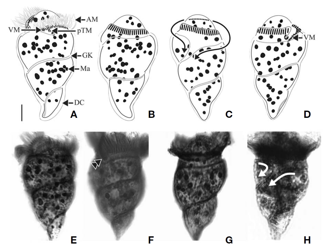 Omegastrombidium kahli after protargol impregnation. A E F Ventral view (double arrowhead in F indicating pTM); B GDorsal view; C H Left view (white arrows in H indicating direction of GK); D Right view. DC distended cell surface. Scale bar: 10 μm.