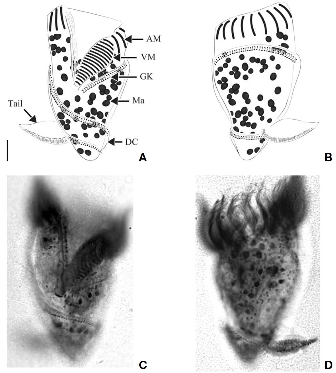 Spirotontonia turbinata after protargol impregnation. A C Ventral view; B D Dorsal view. DC distended cell surface. Scalebar: 10 μm.