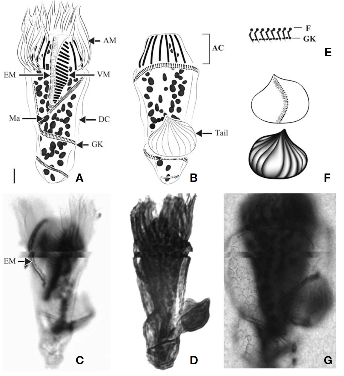 Spirotontonia grandis after protargol impregnation. A C Ventral view; B Dorsal view; D Left view (B and D show that tailis located on the second whorl GK); E Detail of GK arrangement with F (probably fibers); F Detail of tail appearance top is the frontview and bottom is the back view with wrinkled surface; G Plated-form on surface of DC. AC apical collar; F probably fibers; DCdistended cell surface. Scale bar: 10 μm.