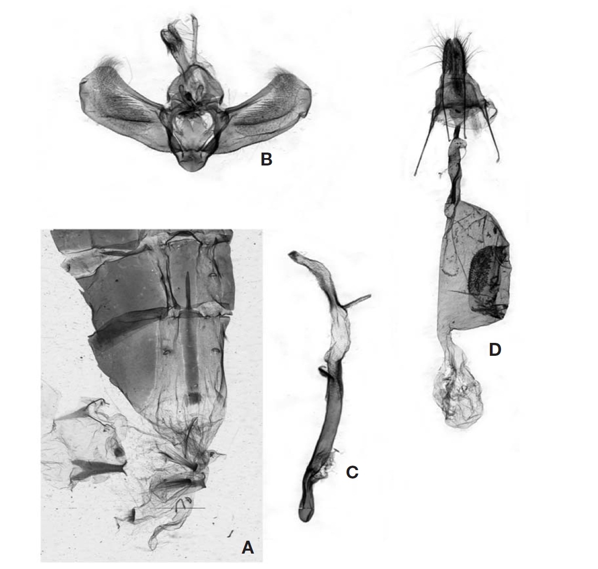 Male and female genitalia of Collix stellata Warren from Korea. A Male abdomen; B Male genital capsule; C Aedeagus; DFemale genitalia.