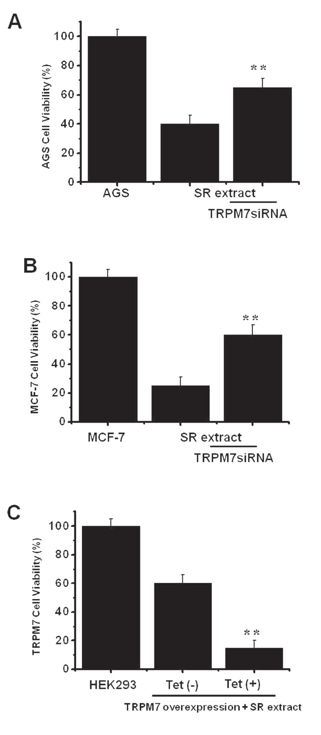Effects of RNA interference (RNAi) in AGS and MCF-7 cells and the effect of SR on transient receptor potential melastatin 7 (TRPM7) channel overexpression in human embryonic kidney (HEK) cells. (A) AGS cell viability was increased 72 hrs after transfection with TRPM7siRNA and incubation with SR. (B) MCF-7 cell viability was increased 72 hrs after transfection with TRPM7siRNA and incubation with SR. (C) TRPM7 cells were treated or not treated with tetracycline for 1 day. Cells were incubated with SR, followed by MTT assay. **P？ 0.01.