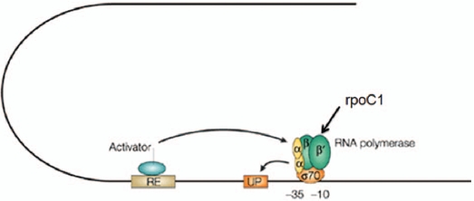 Schematic diagram of the rpoC1 subunit in RNA polymerase