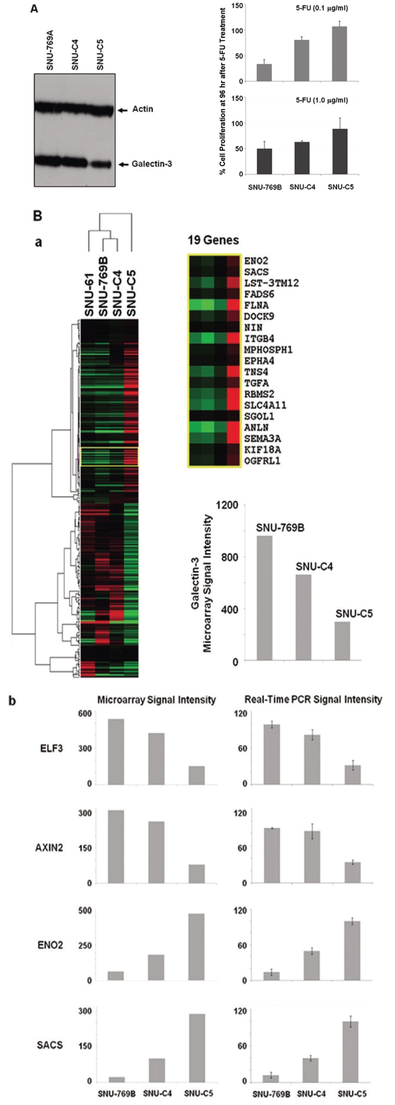 Galectin-3 expression correlated with 5-FU susceptibility in human colon cancer cell lines and gene expression profiling linked to galectin-3. (A) Galectin-3 protein expression correlated with 5-FU susceptibility in three human colon cancer cell lines, SNU-769B, SNU-C4 and SNU-C5. Whole proteomes obtained from the human colon cancer cell lines employed were subjected to SDS-PAGE and were electro-transferred to PVDF membranes for western blot analysis. When galectin-3 expression was higher, human colon cancer cell lines showed more 5-FU susceptibility. (B) Gene expression profiling liked to galectin-3. To satisfy minimum clustering sample size, we added SNU-61, which has almost the same 5-FU susceptibility as SNU-769B, and as shown in the enlarged yellow box, genes linked to galectin-3 expression were selected (a). The expressional profiling was further confirmed by using real-time PCR as shown in panel (b). All genes showing positive and negative expressional correlations with galectin-3 are listed in Tables 2 and 3, respectively.