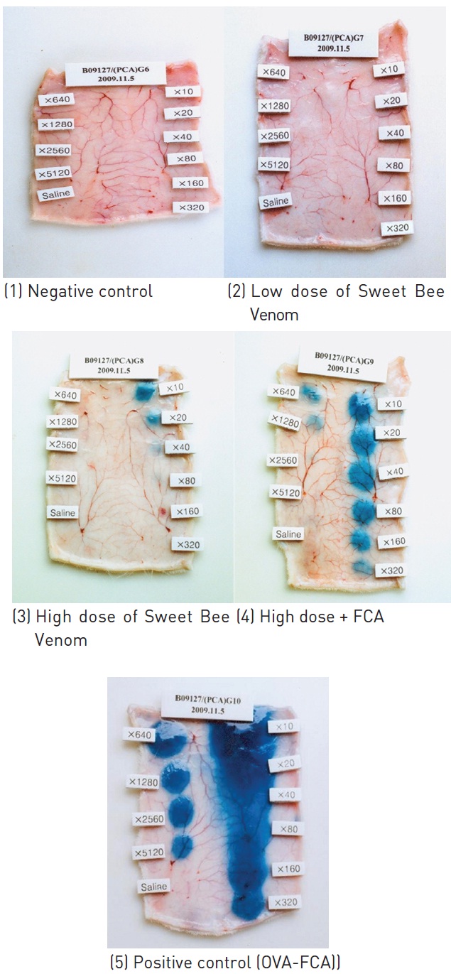 Skin test for Passive Cutaneous Anaphylaxis (PCA) by Sweet Bee Venom in guinea pigs. (1) Negative control group (NCG) was treated by normal saline, (2) Low dose group of Sweet Bee Venom (SBV: 0.07mg/kg) (3) High dose group of Sweet Bee Venom (SBV: 0.28mg/kg), (4) High dose + FCA (Freund's complete adjuvant) (5) OVA (Ovalbumin) + FCA (Freund's complete adjuvant)