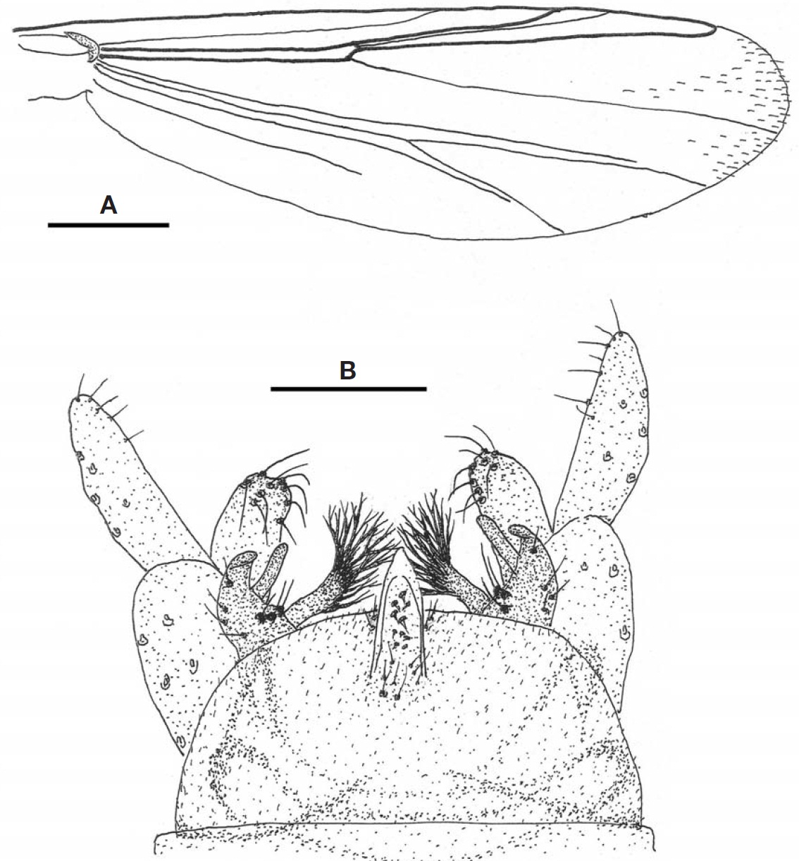 Cladotanytarsus neovanderwulpi sp. nov. (male). A Wing; B Hypopygium. Scale bars: A=0.2 mm B=0.05 mm.