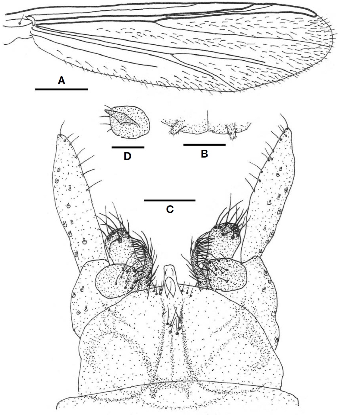 Paratanytarsus inopertus (male). A Wing; B Frontal tubercle; C Hypopygium; D Superior vollsella (ventral). Scale bars:A= 0.3 mm B C= 0.05 mm D= 0.03 mm.