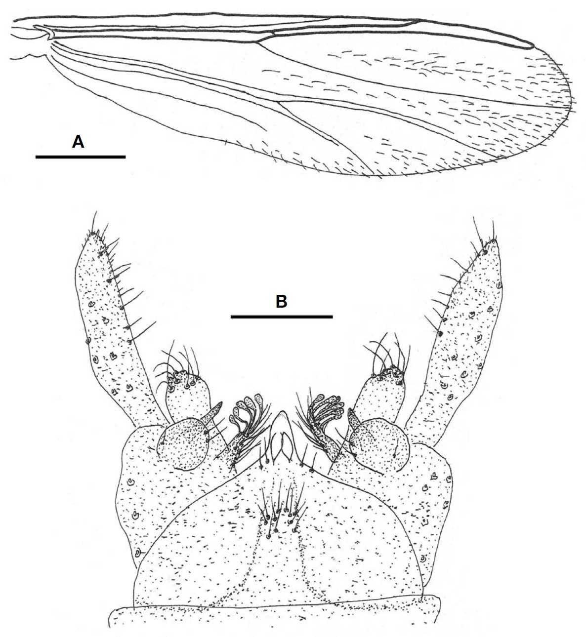 Paratanytarsus paramikesecundus (male). A Wing; B Hypopygium. Scale bars: A= 0.2 mm B= 0.05 mm.