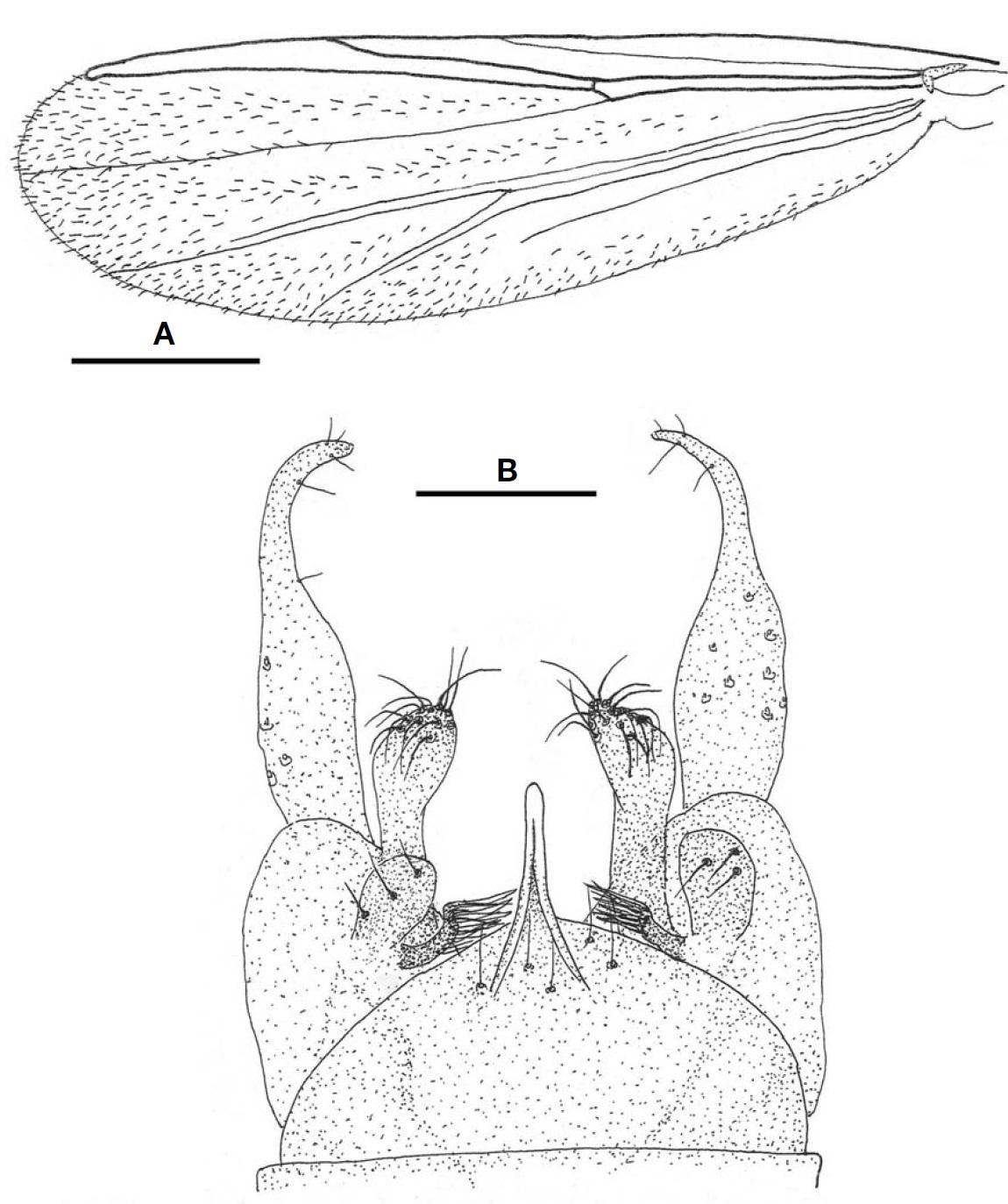 Rheotanytarsus parapentapodus sp. nov. (male). A Wing; B Hypopygium. Scale bars: A= 0.3 mm B= 0.05 mm.