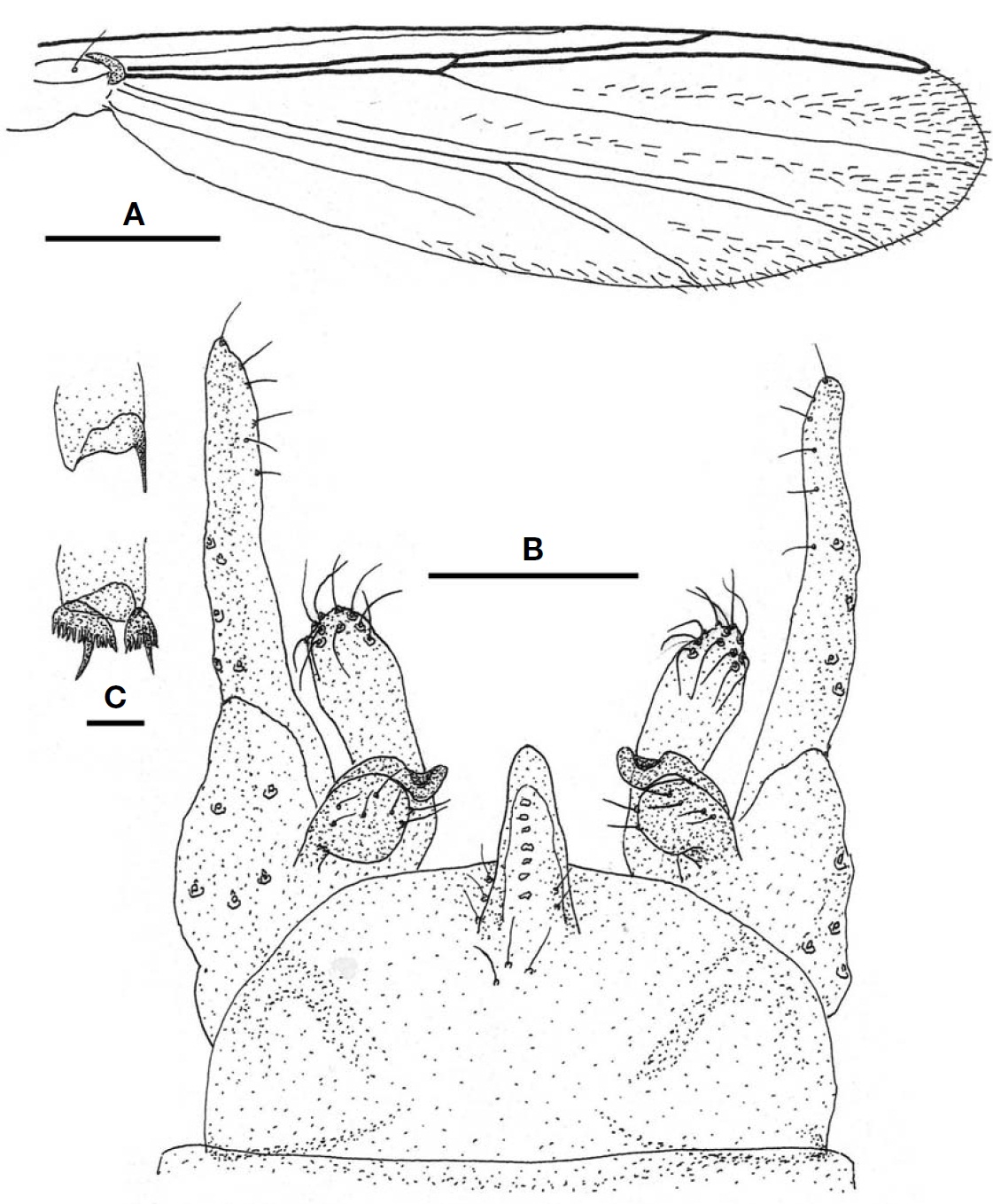 Tanytarsus neotamaoctavus sp. nov. (male). A Wing; B Hypopygium; C Fore tibial spur (above) and hind tibial combs (below). Scale bars: A=0.3 mm B=0.05 mm C=0.01 mm.