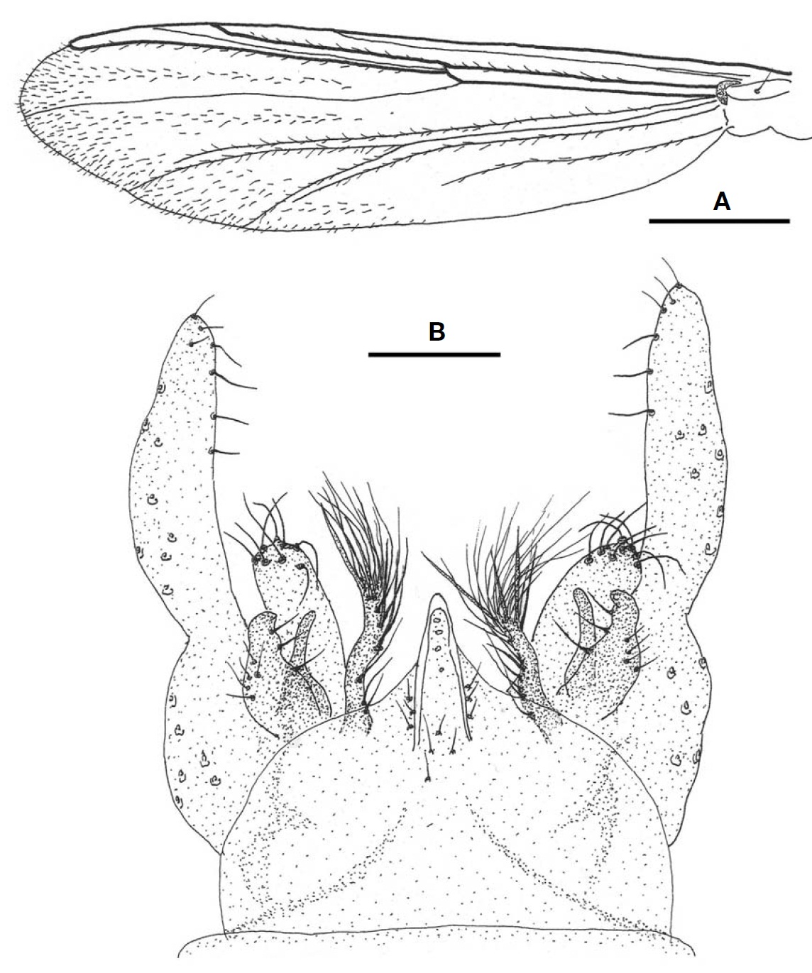 Tanytarsus synyunosecundus sp. nov. (male). A Wing; B Hypopygium. Scale bars: A=0.3 mm B=0.05 mm.