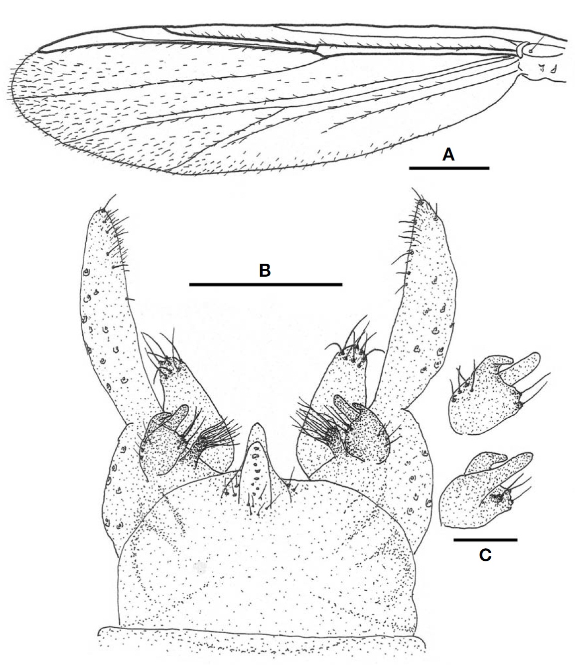 Tanytarsus tamagotoi (male). A Wing; B Hypopygium; C Superior volsella (dorsal and ventral from above). Scale bars:A=0.3 mm B=0.1 mm C=0.03 mm.