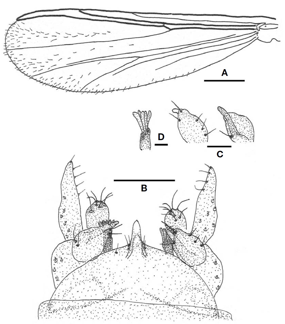 Tanytarsus uresiacutus (male). A Wing; B Hypopygium; C Superior volsella (dorsal and ventral from left); D Medianvolsella. Scale bars: A=0.5 mm B=0.05 mm C=0.02 mm D=0.01 mm.
