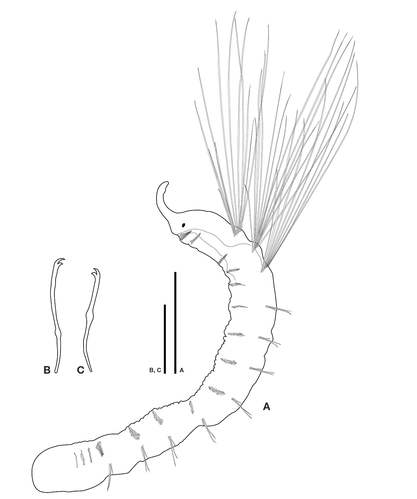 Ripistes parasita (Schmidt 1847). A Lateral habitus (length 3.8 mm); B Ventral seta in II (length 84 ㎛); C ventral seat of posterior segment (length 76 ㎛). Scale bars: A=0.5 mm B C=0.05 mm.