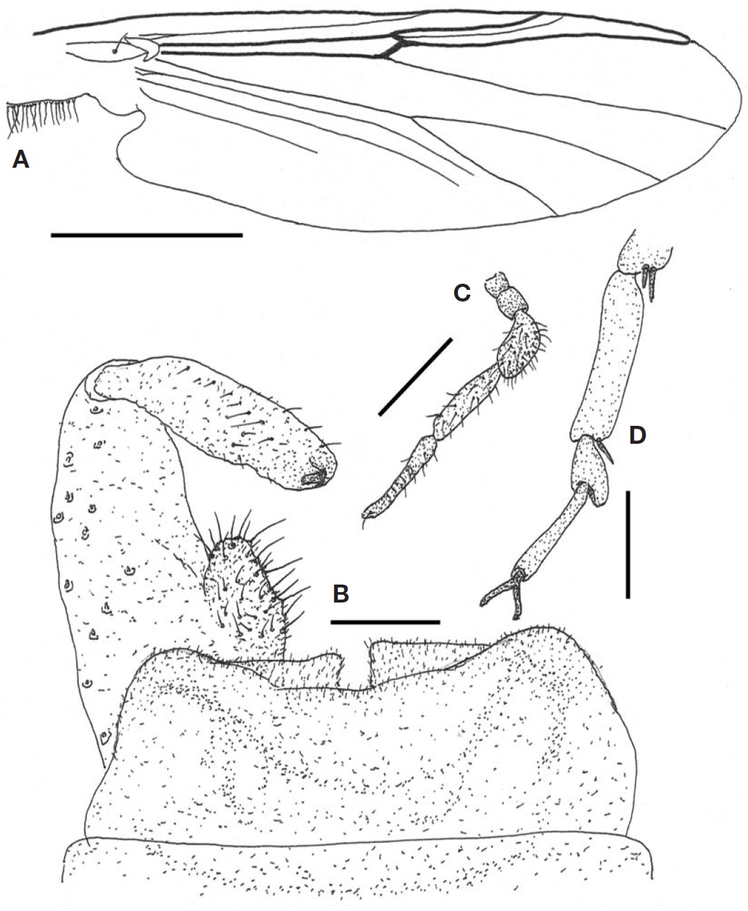 Cardiocladius capusinus (male). A Wing; B Hypopygium; C Palp; D 3rd-5th tarsi of hind leg. Scale bars: A=0.5 mm B=0.05 mm C=0.2 mm D=0.1 mm.