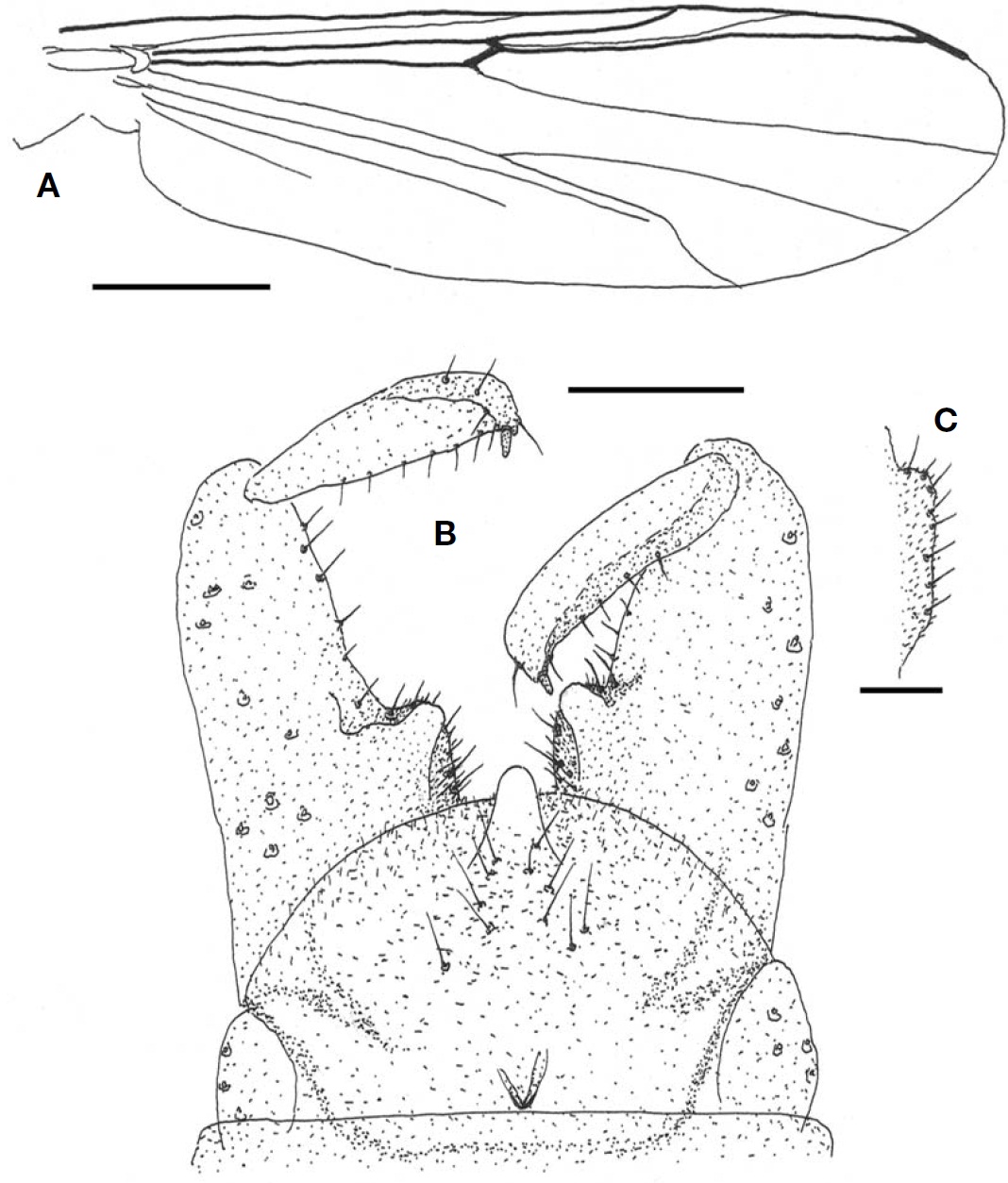 Parakiefferiella mujuensis sp. nov. (male). A Wing; B Hypopygium; C Ventral lobe of gonocoxite. Scale bars: A=0.3 mm B=0.05 mm C=0.03 mm.