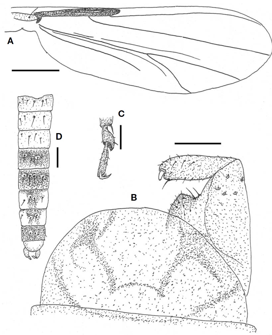 Thienemanniella vittata (male). A Wing; B Hypopygium; C 4th and 5th segments of hind tarsi; D Andomen (dorsal). Scalebars: A=0.2 mm B C=0.03 mm D=0.1 mm.