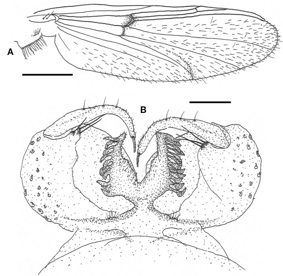 Conchapelopia pallidula (male). A Wing; B Hypopygium. Scale bars: A=0.2 mm B=0.05 mm.