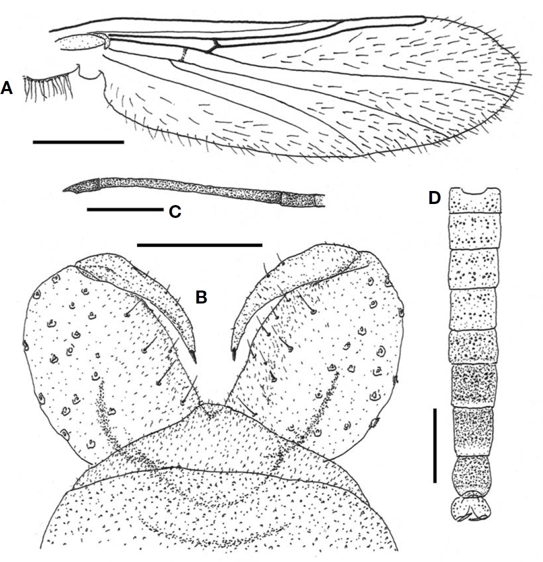 Nilotanypus dubius (male). A Wing; B Hypopygium; C Last 3 segments of antenna; D Abdomen (dorsal). Scale bars: A D=0.2 mm B=0.05 mm C=0.1 mm.