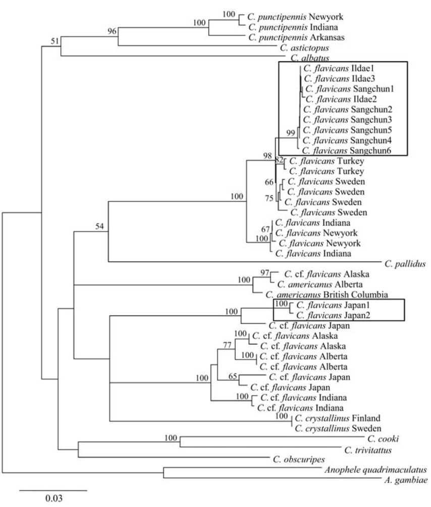 Neighbor-joining tree for Chaoborus species based on partial mitochondrial cytochrome oxidase I (COI) gene sequences. Values above the branches indicate ¤50% bootstrap support. Boxes include specimens examined in the study.