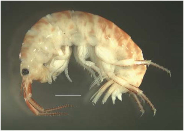 Platorchestia monodi (Mateus et al. 1986) male (lateralview). Scale bar= 2 mm.