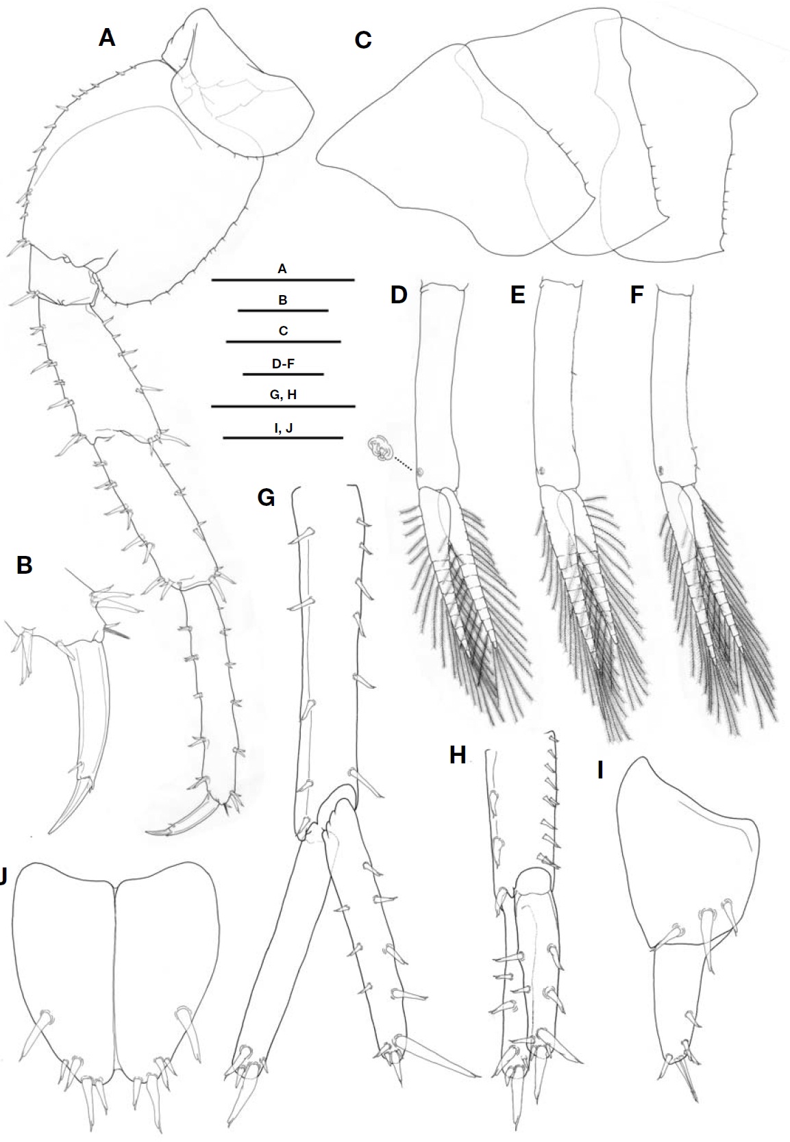 Platorchestia monodi male. A Pereopod 7; B Dactyl of pereopod 7; C Epimeral plates 1-3; D Pleopod 1; E Pleopod 2; F Pleopod 3; G Uropod 1; H Uropod 2; I Uropod 3; J Telson. Scale bars: A C=1 mm D-H=0.5 mm B I J=0.25 mm.