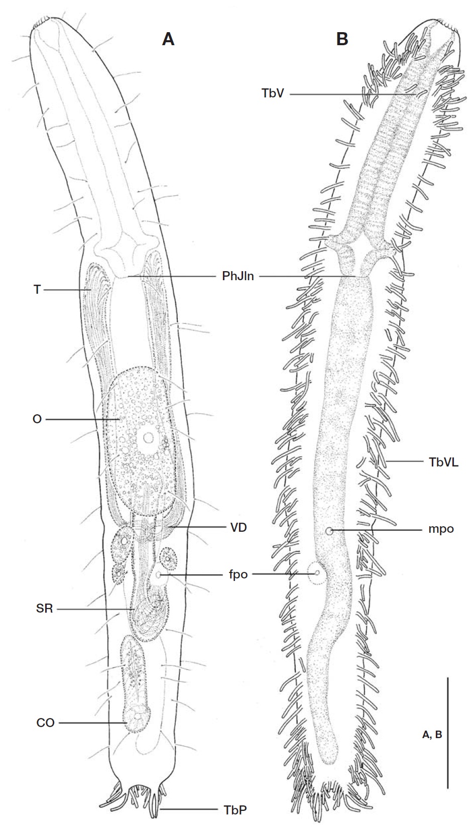 Crasiella clauseni new species. A Habitus dorsal; B Habitus ventral. CO copulatory organ; fpo female gonopore; mpomale gonopore; O ovum; PhJIn junction between pharynx and intestine; SR seminal receptacle; T testis; TbP posterior adhesivetubes; TbV ventral adhesive tubes; TbVL ventrolateral adhesive tubes; VD vasa deferentia. Scale bar: A B=50 ㎛.