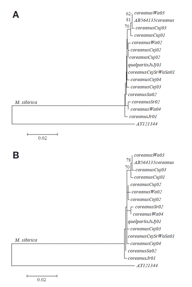 Phylogenetic relationships among 15 haplotypes from two Mustela sibirica subspecies based on the mitochondrial DNA cytochrome b gene (1140 bp). Thirteen haplotypes of M. s. cor-eanus and one haplotype of M. s. quelpartis were obtained from this study and one haplotype from M. s. coreanus was obtained from GenBank. A neighbor-joining tree (A) and maximum-like-lihood tree (B) were constructed with 1000 bootstrapped repli-cations and bootstrap values > 50% are reported at the inter-nodes; Martes americana (GenBank accession no: AY121344) was used for out group. For the 14 haplotypes obtained in this study subspecies name location and specimen number are listed in Table 1 and the haplotype name follows the subspecies name in each haplotype whereas the subspecies name follows the accession number in one haplotype (accession no: AB564135) obtained from GenBank.